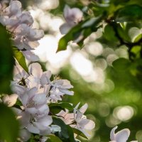 Весенний вечер :: Наталья Rosenwasser