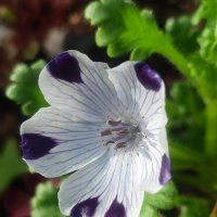 Немофила пятнистая :: Юлия Погодина