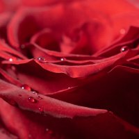 Роза :: Илья Шенгелия