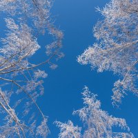 Берёзы и небо :: Александр Мезенцев Берёзы и небо :: Александр Мезенцев