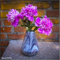 ПИОНЫ. :: Александр Дмитриев