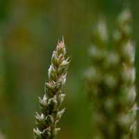 Пшеничный колосок. :: nadyasilyuk Вознюк