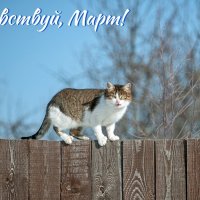 1 марта ежегодно в России отмечают День кошек :: Валерий Иванович 1 марта ежегодно в России отмечают День кошек :: Валерий Иванович