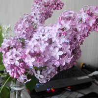 ветка на столе... :: Галина Флора