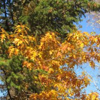 прекрасный октябрь :: Елена Шаламова