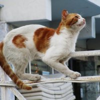 Мармарис  июнь  Турция :: Елена Шаламова