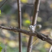 ополовник. :: юрий макаров