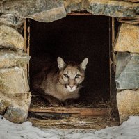 пума :: Аркадий Лаптенко