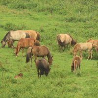 Мустанги :: ИРЭН@ .