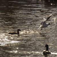на взлет :: Владимир Зырянов