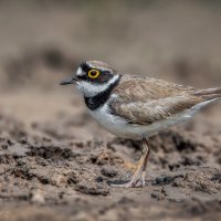 Зуёк :: Александр К.