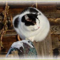 Весной пахнет ... ... :: Валентина Надсон Весной пахнет ... ... :: Валентина Надсон