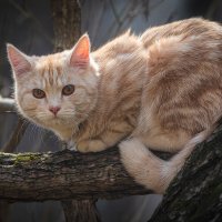 С днём кошек! :: Игорь Шевченко