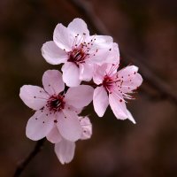 Весна пришла :: Юрий. Шмаков