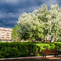 Ухта. Цветение мелкоплодной яблони на Крайнем Севере в середине июня :: Николай Зиновьев