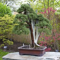 Бонсай :: Ната57 Наталья Мамедова