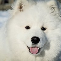 Белоснежный добряк. :: Михаил Курзанцев