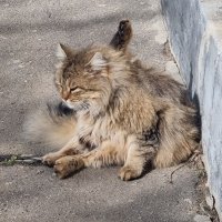 С Днём котов! :) :: Наталья 