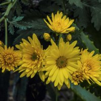 Жёлтые хризантемы :: Валентин Семчишин