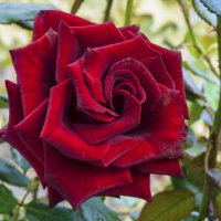 Бархатная  роза :: Валентин Семчишин