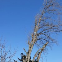 Ближе к небу . :: Мила Бовкун