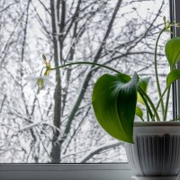 Окно :: Игорь Николаев