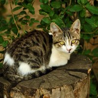 С Днём кошек! :: Светлана 