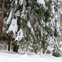 снежный хор :: Владимир 