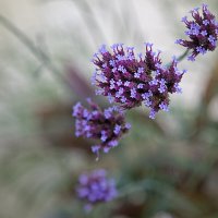 Лаванда. :: Лилия *
