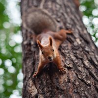 охотник :: Антон Лихач охотник :: Антон Лихач