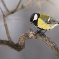 Синица :: Максим Вышарь