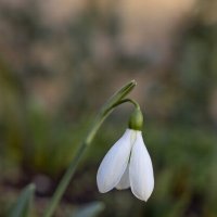 Весна на дворе. Пора влюбляться... :: Валерий Басыров