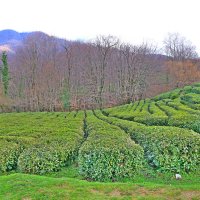 Чайная плантация :: Мишель71 