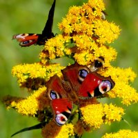 опять про бабочек...508 :: Александр Прокудин