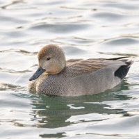 Филейная грудка серой утки :: Дарья Меркулова