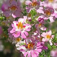 Схизантус :: Юлия Погодина