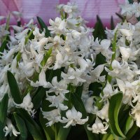 " Репетиция весны  " в Аптекарском огороде :: Ольга 