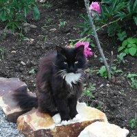 котик кеша :: Наталья Штанулина