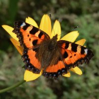 На цветке :: Александр Ковальчук