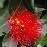 Метросидерос :: Ольга Кубынина