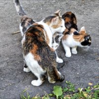 Мамины детки...все в неё :: Валентина *