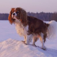 Собачка Харли :: Игорь Бухало