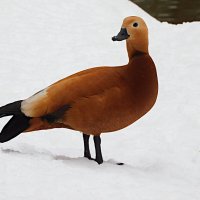 Огарь :: Лина Огарь :: Лина