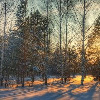 Зимним вечером в Ярушкинском дендропарке :: Леонид Абросимов