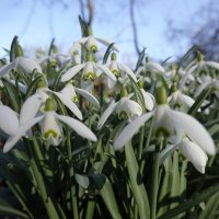 В мире цветов так тепло и прохладно... :: Галина 