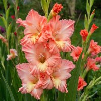 цветы :: МАРИЯ ПОПОВА