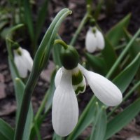 Подснежник :: Елена Сухорученкова