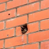 Птица в стене :: М С