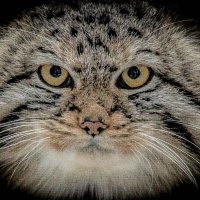 манул :: Аркадий Лаптенко