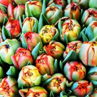 Попугайные тюльпанчики раскрываются :: Aida10 